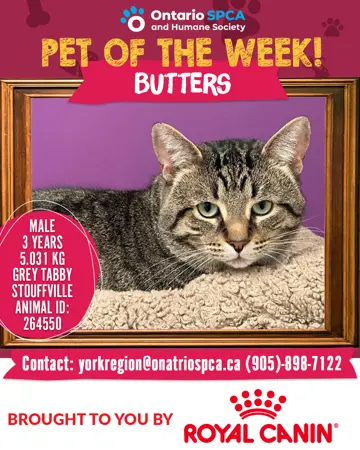 Pet of the Week - Butters